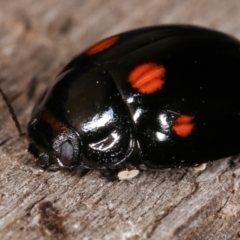 Paropsisterna octosignata at Melba, ACT - 3 Jan 2021