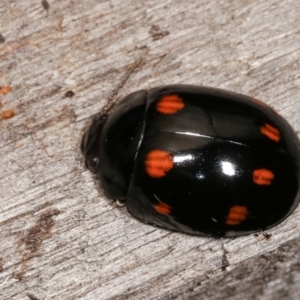 Paropsisterna octosignata at Melba, ACT - 3 Jan 2021