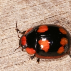 Paropsisterna beata (Blessed Leaf Beetle) at Melba, ACT - 3 Jan 2021 by kasiaaus