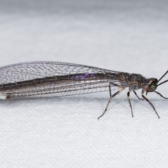 Myrmeleon acer (Myrmeleon Antlion Lacewing) at Melba, ACT - 3 Jan 2021 by kasiaaus