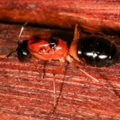 Camponotus consobrinus (Banded sugar ant) at Melba, ACT - 3 Jan 2021 by kasiaaus
