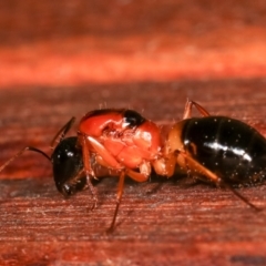 Camponotus consobrinus at Melba, ACT - 3 Jan 2021