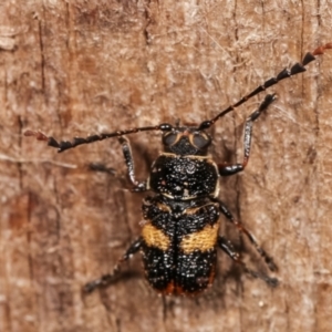 Aporocera (Aporocera) rufoterminalis at Melba, ACT - 3 Jan 2021