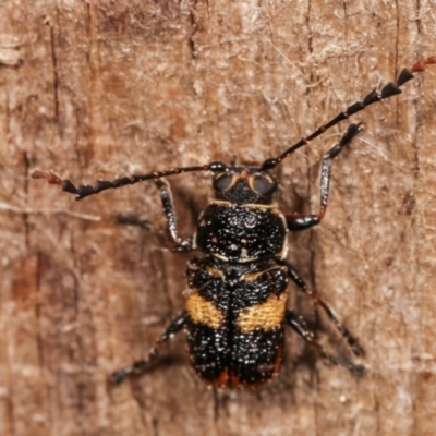 Aporocera (Aporocera) rufoterminalis (Leaf beetle) at Melba, ACT - 3 Jan 2021 by kasiaaus