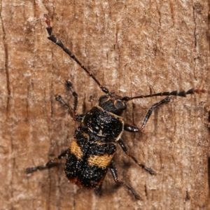 Aporocera (Aporocera) rufoterminalis at Melba, ACT - 3 Jan 2021