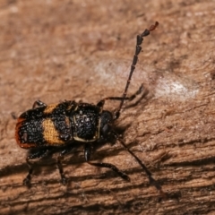 Aporocera (Aporocera) rufoterminalis at Melba, ACT - 3 Jan 2021 11:56 PM