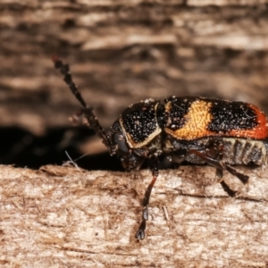 Aporocera (Aporocera) rufoterminalis at Melba, ACT - 3 Jan 2021 11:56 PM