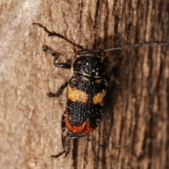 Aporocera (Aporocera) rufoterminalis at Melba, ACT - 3 Jan 2021