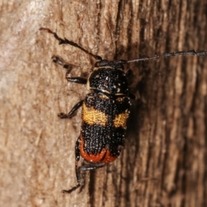 Aporocera (Aporocera) rufoterminalis at Melba, ACT - 3 Jan 2021