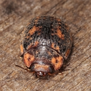 Trachymela sp. (genus) at Melba, ACT - 3 Jan 2021 11:55 PM