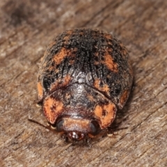 Trachymela sp. (genus) (Brown button beetle) at Melba, ACT - 3 Jan 2021 by kasiaaus