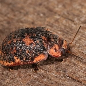 Trachymela sp. (genus) at Melba, ACT - 3 Jan 2021