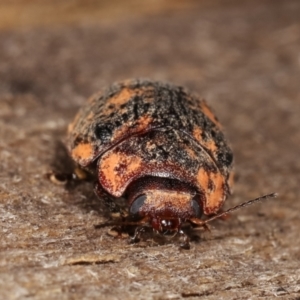 Trachymela sp. (genus) at Melba, ACT - 3 Jan 2021