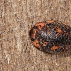 Trachymela sp. (genus) at Melba, ACT - 3 Jan 2021 11:55 PM