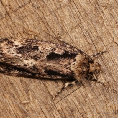 Barea (genus) (A concealer moth) at Melba, ACT - 3 Jan 2021 by kasiaaus