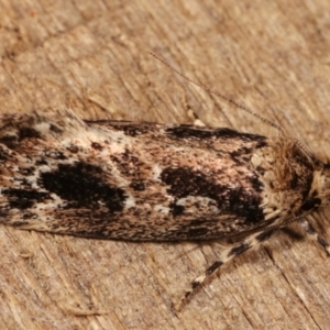 Barea (genus) at Melba, ACT - 3 Jan 2021