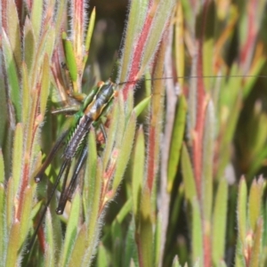 Austrodectes monticolus at Kosciuszko National Park, NSW - 12 Jan 2021