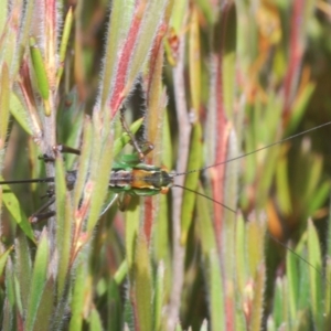 Austrodectes monticolus at Kosciuszko National Park, NSW - 12 Jan 2021