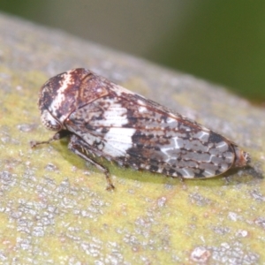 Cicadellidae (family) at Kosciuszko National Park, NSW - 13 Jan 2021 11:41 AM