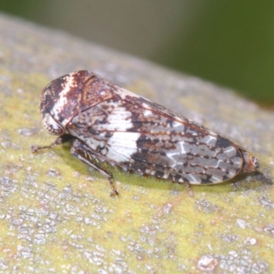 Cicadellidae (family) (Unidentified leafhopper) at Kosciuszko National Park, NSW - 13 Jan 2021 by Harrisi