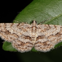 Didymoctenia exsuperata (Thick-lined Bark Moth) at Melba, ACT - 3 Jan 2021 by kasiaaus