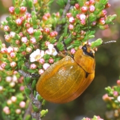 Paropsis augusta (A eucalypt leaf beetle) at Kosciuszko National Park, NSW - 12 Jan 2021 by Harrisi
