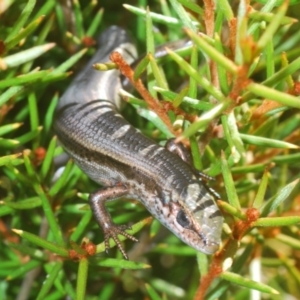 Pseudemoia entrecasteauxii at Kosciuszko National Park, NSW - 12 Jan 2021