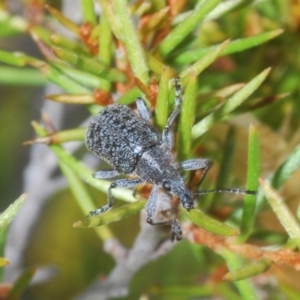 Pachyura australis at Kosciuszko National Park, NSW - 12 Jan 2021