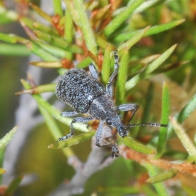 Pachyura australis (Belid weevil) at Kosciuszko National Park, NSW - 12 Jan 2021 by Harrisi