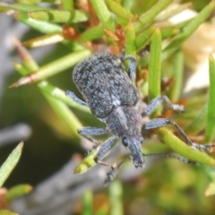 Pachyura australis at Kosciuszko National Park, NSW - 12 Jan 2021