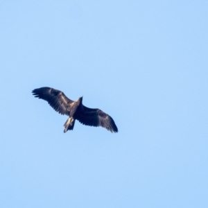 Aquila audax at Penrose, NSW - 14 Jan 2021