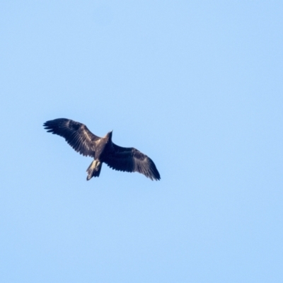 Aquila audax (Wedge-tailed Eagle) at Penrose - 14 Jan 2021 by Aussiegall