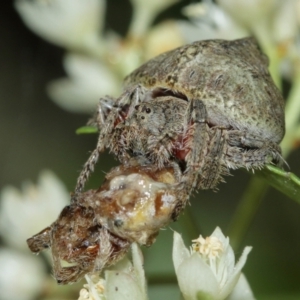 Dolophones sp. (genus) at Acton, ACT - 1 Jan 2021