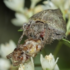 Dolophones sp. (genus) (Wrap-around spider) at Acton, ACT - 1 Jan 2021 by TimL