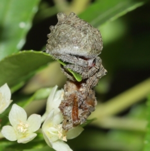 Dolophones sp. (genus) at Acton, ACT - suppressed