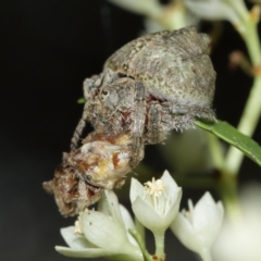 Dolophones sp. (genus) at Acton, ACT - suppressed