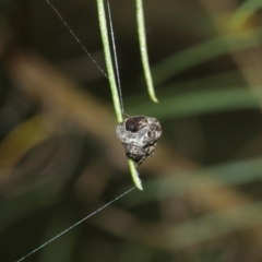 Arkys sp. (genus) at Acton, ACT - 1 Jan 2021