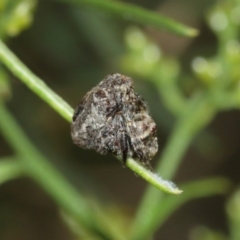 Arkys sp. (genus) at Acton, ACT - suppressed