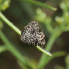 Arkys sp. (genus) at Acton, ACT - 1 Jan 2021