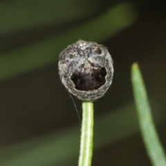 Arkys sp. (genus) at Acton, ACT - suppressed