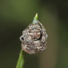 Arkys sp. (genus) at Acton, ACT - suppressed