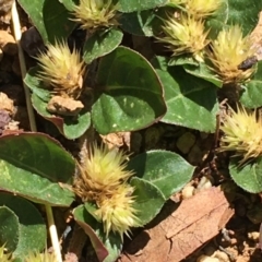 Alternanthera pungens (Khaki Weed) at Watson, ACT - 14 Jan 2021 by JaneR