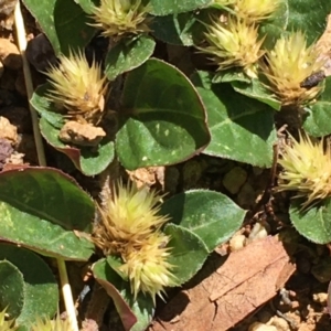 Alternanthera pungens at Watson, ACT - 14 Jan 2021 04:24 PM