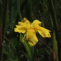 Goodenia pinnatifida (Scrambled Eggs) at Hume, ACT - 8 Nov 2020 by michaelb