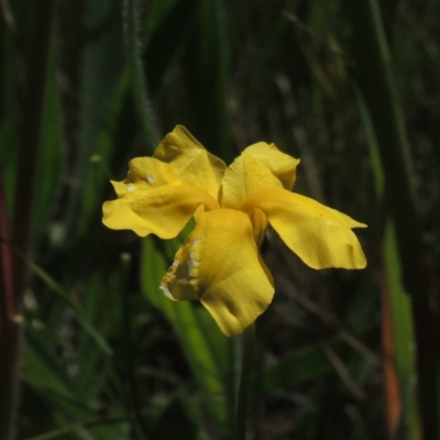 Goodenia pinnatifida (Scrambled Eggs) at Jerrabomberra Grassland - 8 Nov 2020 by michaelb