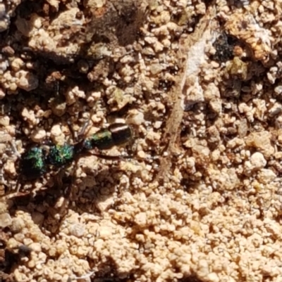 Rhytidoponera metallica (Greenhead ant) at Latham, ACT - 15 Jan 2021 by trevorpreston