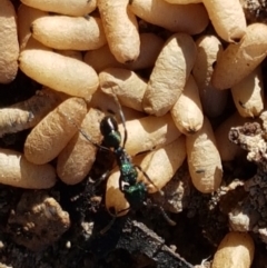 Rhytidoponera metallica at Latham, ACT - 15 Jan 2021