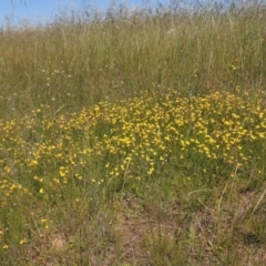 Goodenia pinnatifida (Scrambled Eggs) at Hume, ACT - 8 Nov 2020 by michaelb