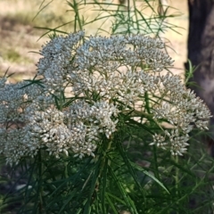 Cassinia longifolia (Shiny Cassinia, Cauliflower Bush) at Latham, ACT - 15 Jan 2021 by trevorpreston