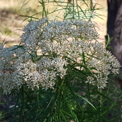 Cassinia longifolia (Shiny Cassinia, Cauliflower Bush) at Umbagong District Park - 14 Jan 2021 by tpreston